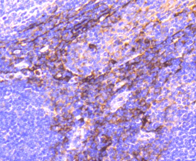 Paraformaldehyde-fixed and paraffin-embedded Human tonsil tissue incubated with CD13 (3C11) Monoclonal Antibody (bsm-52528R) at 1:100, overnight at 4°C, followed by a conjugated secondary antibody and DAB staining. Counterstained with hematoxylin.