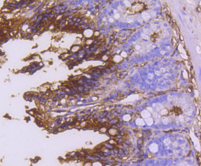 Paraformaldehyde-fixed and paraffin-embedded Mouse colon tissue incubated with CD13 (3C11) Monoclonal Antibody (bsm-52528R) at 1:100, overnight at 4°C, followed by a conjugated secondary antibody and DAB staining. Counterstained with hematoxylin.