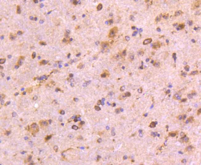 Paraformaldehyde-fixed and paraffin-embedded Mouse brain tissue incubated with CD13 (3C11) Monoclonal Antibody (bsm-52528R) at 1:100, overnight at 4°C, followed by a conjugated secondary antibody and DAB staining. Counterstained with hematoxylin.