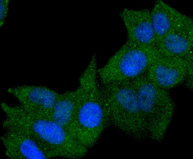 IF(ICC) staining with HLA-DR (32G3) Monoclonal Antibody (bsm-52535R) at 1:100 in HeLa cells (green). The nuclear counterstain is DAPI (blue). Cells were fixed in paraformaldehyde, permeabilized with 0.25% Triton X100/PBS.