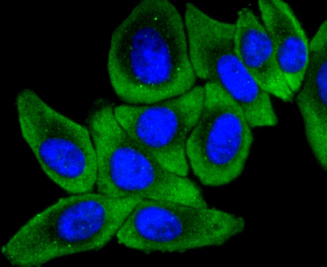 IF(ICC) staining with MEKK2 (9A2) Monoclonal Antibody (bsm-52540R) at 1:100 in HepG2 cells (green). The nuclear counterstain is DAPI (blue). Cells were fixed in paraformaldehyde, permeabilized with 0.25% Triton X100/PBS.