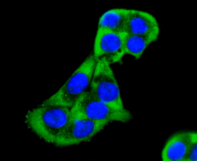 IF(ICC) staining with MEKK2 (9A2) Monoclonal Antibody (bsm-52540R) at 1:100 in SW480 cells (green). The nuclear counterstain is DAPI (blue). Cells were fixed in paraformaldehyde, permeabilized with 0.25% Triton X100/PBS.