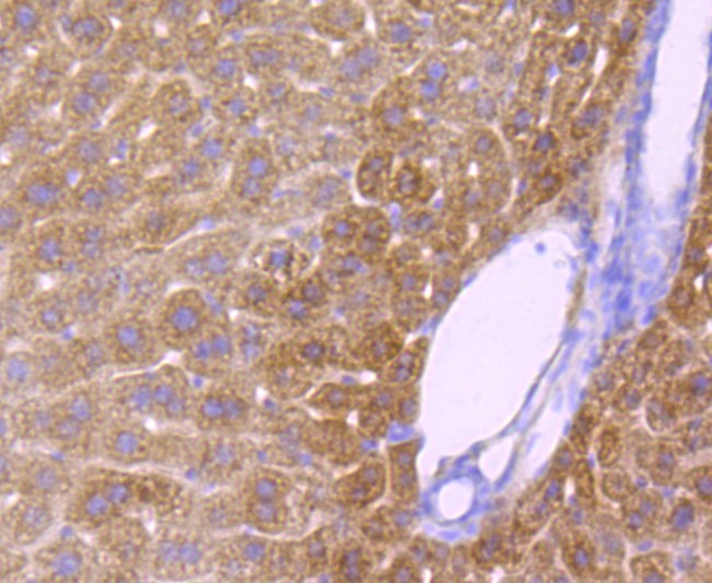 Paraformaldehyde-fixed and paraffin-embedded Mouse liver tissue incubated with CYP2E1 (1A26) Monoclonal Antibody (bsm-52923R) at 1:100, overnight at 4°C, followed by a conjugated secondary antibody and DAB staining. Counterstained with hematoxylin.