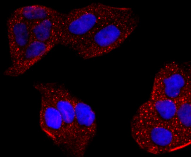 IF(ICC) staining with CYP2E1 (1A26) Monoclonal Antibody (bsm-52923R) at 1:100 in Hela cells (red). The nuclear counterstain is DAPI (blue). Cells were fixed in paraformaldehyde, permeabilized with 0.25% Triton X100/PBS.