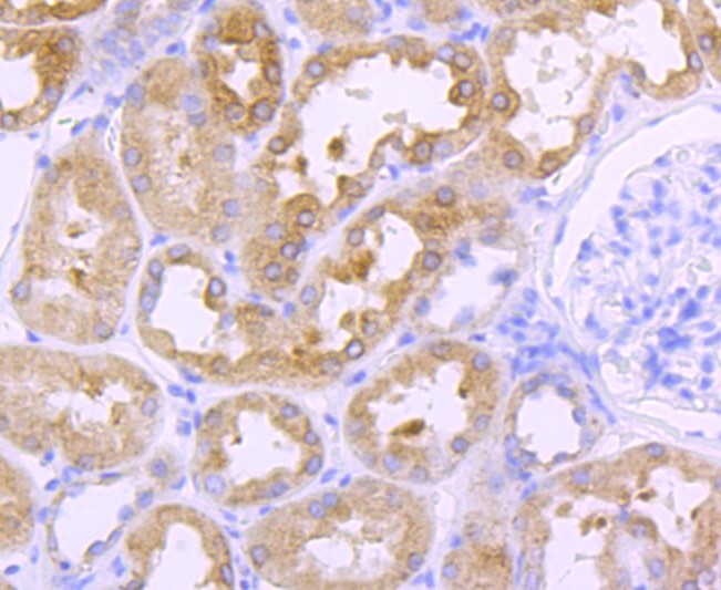 Paraformaldehyde-fixed and paraffin-embedded Human kidney tissue incubated with Cathepsin LVKH (9C3) Monoclonal Antibody (bsm-52919R) at 1:100, overnight at 4°C, followed by a conjugated secondary antibody and DAB staining. Counterstained with hematoxylin.