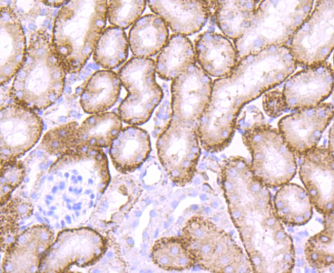 Paraformaldehyde-fixed and paraffin-embedded Mouse kidney tissue incubated with Cathepsin LVKH (9C3) Monoclonal Antibody (bsm-52919R) at 1:100, overnight at 4°C, followed by a conjugated secondary antibody and DAB staining. Counterstained with hematoxylin.