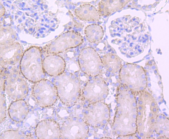 Paraformaldehyde-fixed and paraffin-embedded Rat kidney tissue incubated with Cathepsin LVKH (9C3) Monoclonal Antibody (bsm-52919R) at 1:100, overnight at 4°C, followed by a conjugated secondary antibody and DAB staining. Counterstained with hematoxylin.