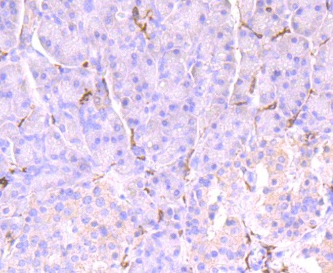 Paraformaldehyde-fixed and paraffin-embedded Human pancreas tissue incubated with CD32 (1C4) Monoclonal Antibody (bsm-52918R) at 1:100, overnight at 4°C, followed by a conjugated secondary antibody and DAB staining. Counterstained with hematoxylin.