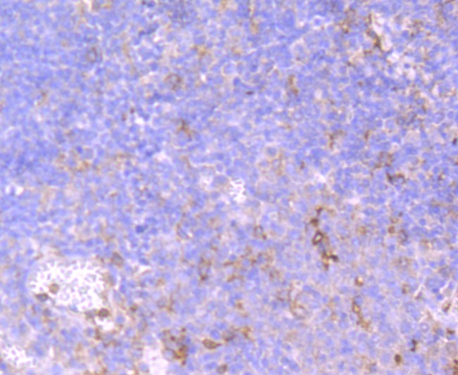 Paraformaldehyde-fixed and paraffin-embedded Human tonsil tissue incubated with CD32 (1C4) Monoclonal Antibody (bsm-52918R) at 1:100, overnight at 4°C, followed by a conjugated secondary antibody and DAB staining. Counterstained with hematoxylin.