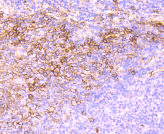 Paraformaldehyde-fixed and paraffin-embedded Human tonsil tissue incubated with CD32 (1C4) Monoclonal Antibody (bsm-52918R) at 1:100, overnight at 4°C, followed by a conjugated secondary antibody and DAB staining. Counterstained with hematoxylin.