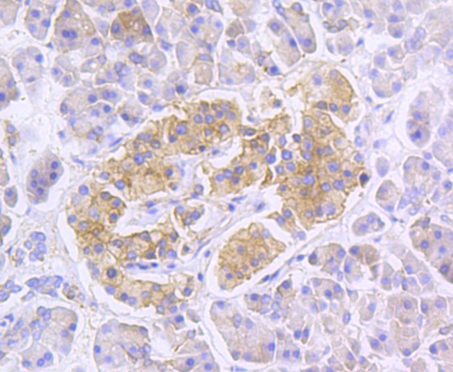 Paraformaldehyde-fixed and paraffin-embedded Human pancreas tissue incubated with RALBP1 (36H1) Monoclonal Antibody (bsm-52559R) at 1:100, overnight at 4°C, followed by a conjugated secondary antibody and DAB staining. Counterstained with hematoxylin.