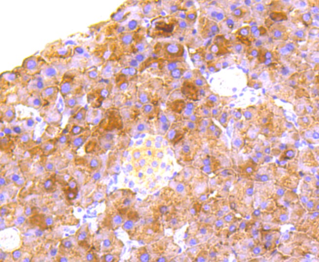 Paraformaldehyde-fixed and paraffin-embedded Mouse pancreas tissue incubated with RALBP1 (36H1) Monoclonal Antibody (bsm-52559R) at 1:100, overnight at 4°C, followed by a conjugated secondary antibody and DAB staining. Counterstained with hematoxylin.