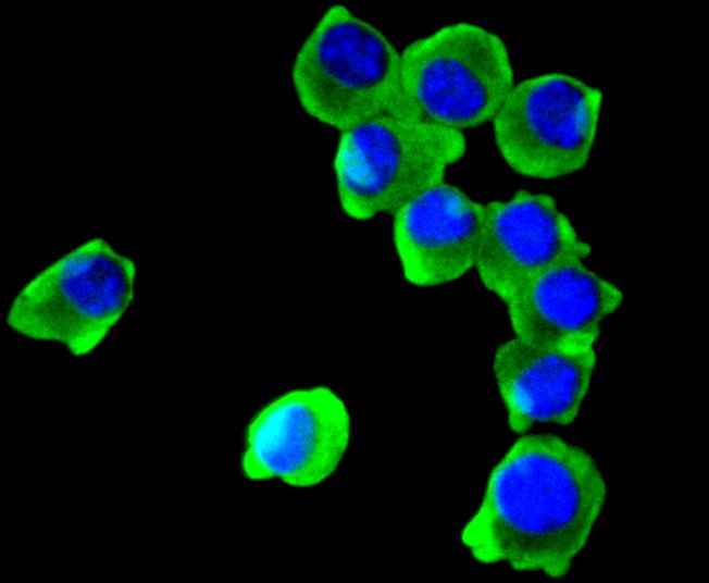 COX1/Cyclooxygenase 1 (4A8) Monoclonal Antibody