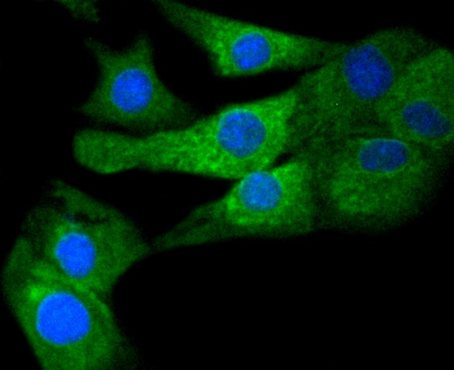 COX1/Cyclooxygenase 1 (4A8) Monoclonal Antibody