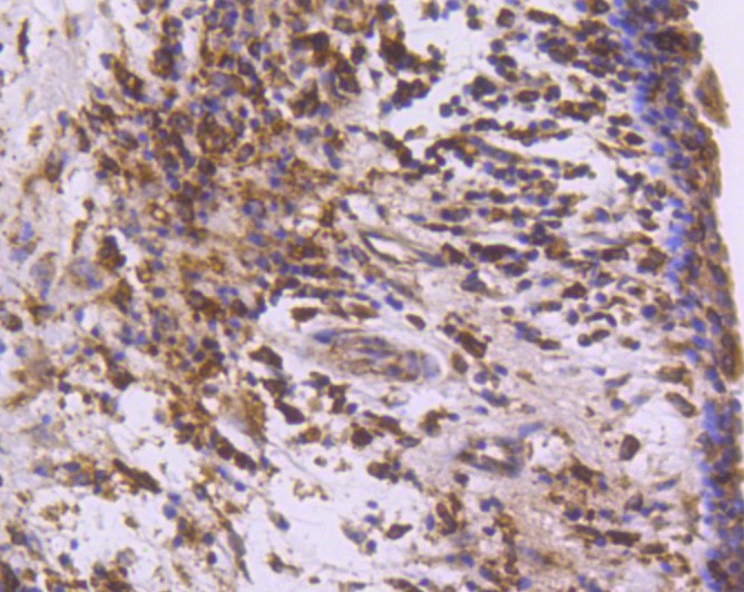 COX1/Cyclooxygenase 1 (4A8) Monoclonal Antibody