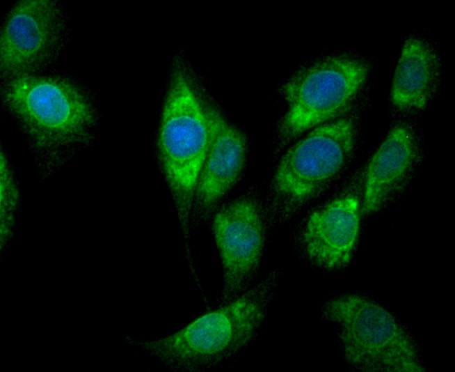 COX1/Cyclooxygenase 1 (4A8) Monoclonal Antibody