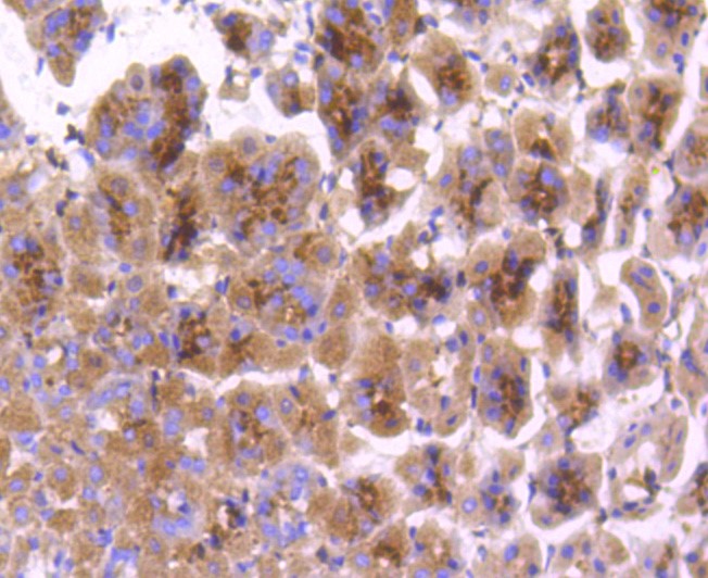 COX1/Cyclooxygenase 1 (4A8) Monoclonal Antibody