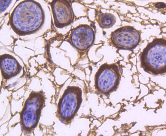 COX1/Cyclooxygenase 1 (4A8) Monoclonal Antibody