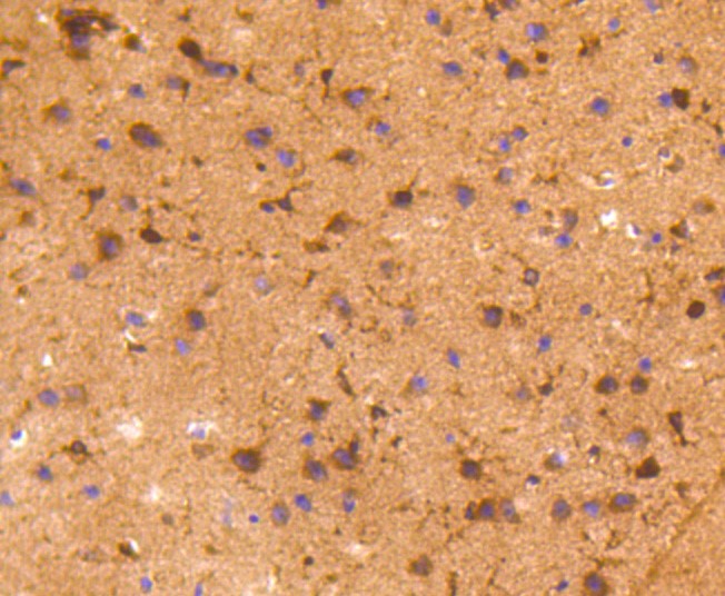 COX1/Cyclooxygenase 1 (4A8) Monoclonal Antibody