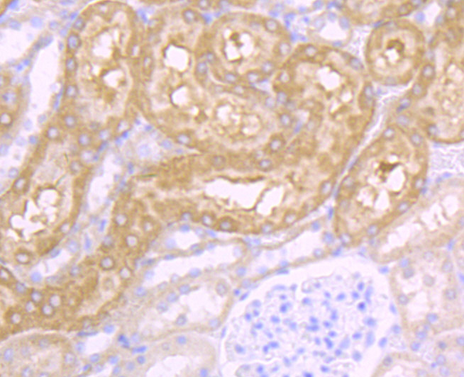 Paraformaldehyde-fixed and paraffin-embedded Rat Kidney tissue incubated with CD46 (4C3) Monoclonal Antibody (bsm-54335R) at 1:100, overnight at 4°C, followed by a conjugated secondary antibody and DAB staining. Counterstained with hematoxylin.