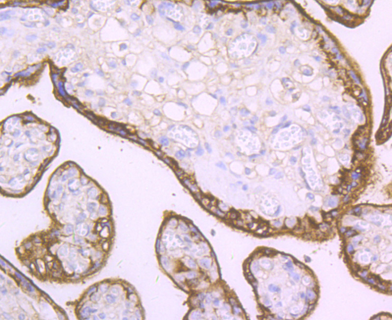 Paraformaldehyde-fixed and paraffin-embedded Human Placenta tissue incubated with CD46 (4C3) Monoclonal Antibody (bsm-54335R) at 1:100, overnight at 4°C, followed by a conjugated secondary antibody and DAB staining. Counterstained with hematoxylin.