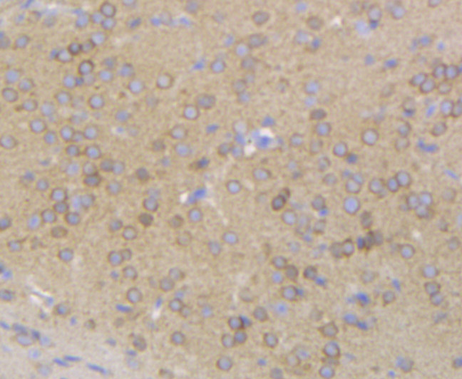 Paraformaldehyde-fixed and paraffin-embedded Mouse Brain tissue incubated with Gephyrin (7A1) Monoclonal Antibody (bsm-54343R) at 1:100, overnight at 4°C, followed by a conjugated secondary antibody and DAB staining. Counterstained with hematoxylin.