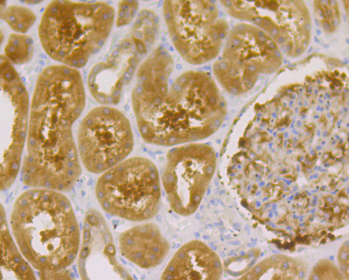 Paraformaldehyde-fixed and paraffin-embedded Human Kidney tissue incubated with Gephyrin (7A1) Monoclonal Antibody (bsm-54343R) at 1:100, overnight at 4°C, followed by a conjugated secondary antibody and DAB staining. Counterstained with hematoxylin.