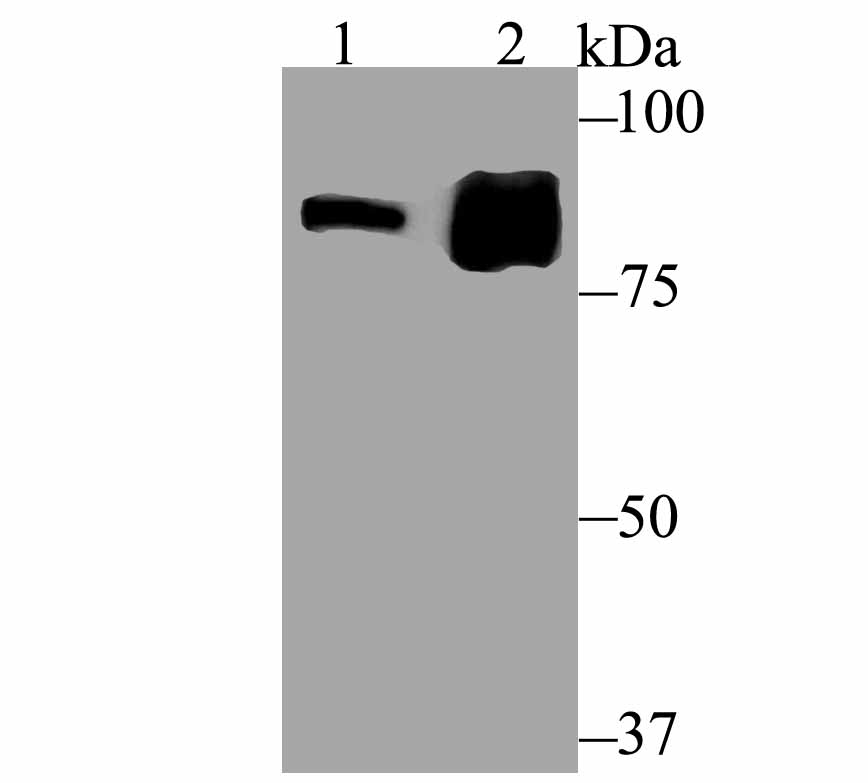 Lane 1: SK-BR-3 Cells; Lane 2: Rat Kidney; Probed with Gephyrin (7A1) Monoclonal Antibody (bsm-54343R) at 1:500 overnight at 4°C followed by a conjugated secondary antibody for 60 minutes at 37°C.