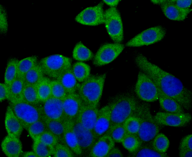 IF(ICC) staining with Syntrophin alpha 1 (2A1) Monoclonal Antibody (bsm-54351R) at 1:100 in LOVO cells (green). The nuclear counterstain is DAPI (blue). Cells were fixed in paraformaldehyde, permeabilized with 0.25% Triton X100/PBS.