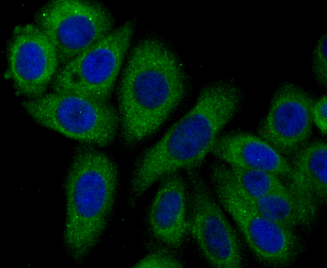 IF(ICC) staining with Syntrophin alpha 1 (2A1) Monoclonal Antibody (bsm-54351R) at 1:100 in HepG2 cells (green). The nuclear counterstain is DAPI (blue). Cells were fixed in paraformaldehyde, permeabilized with 0.25% Triton X100/PBS.