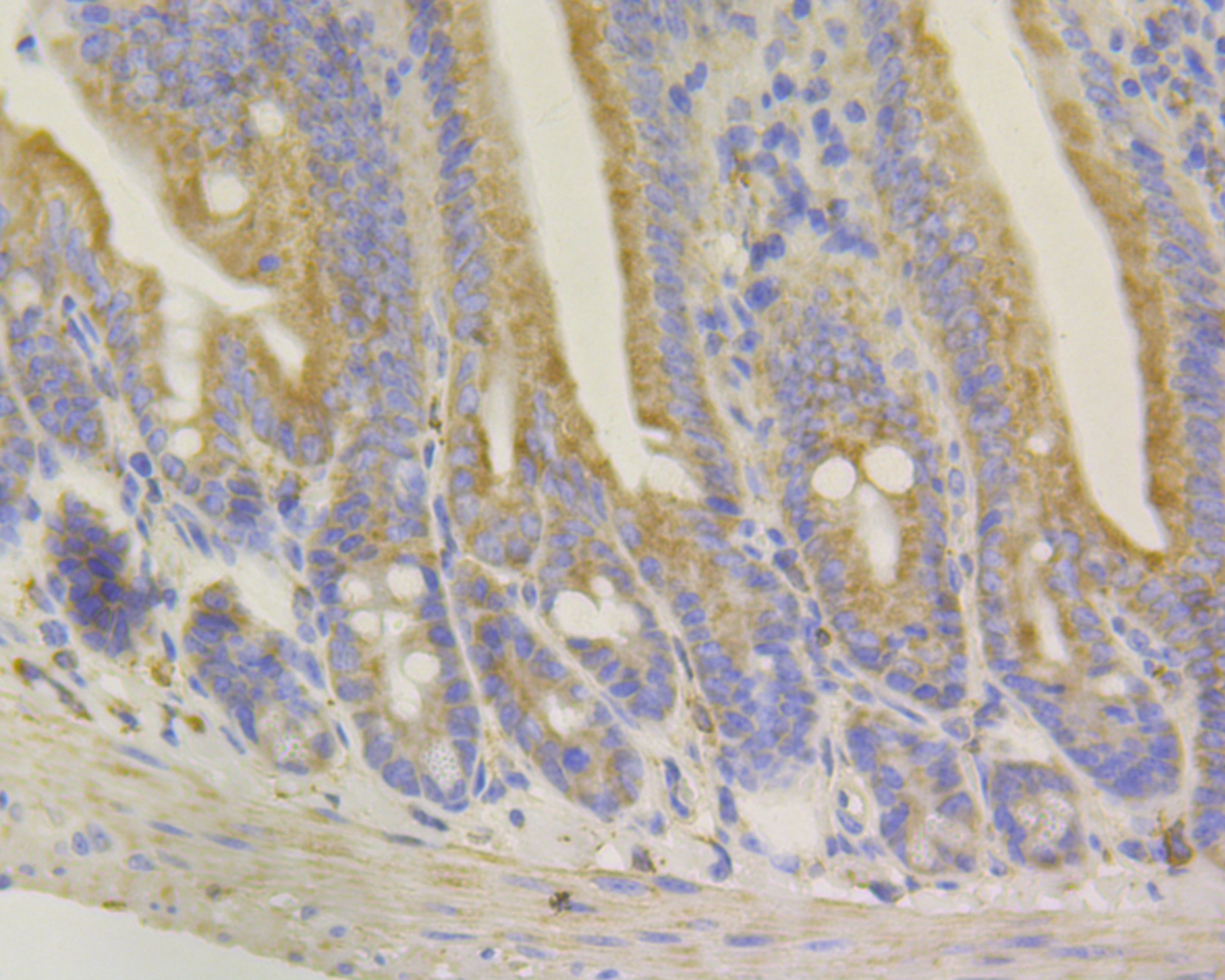 Paraformaldehyde-fixed and paraffin-embedded Mouse Colon tissue incubated with Syntrophin alpha 1 (2A1) Monoclonal Antibody (bsm-54351R) at 1:100, overnight at 4°C, followed by a conjugated secondary antibody and DAB staining. Counterstained with hematoxylin.