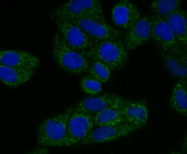 IF(ICC) staining with TREX1 (6C2) Monoclonal Antibody (bsm-54352R) at 1:100 in Hela cells (green). The nuclear counterstain is DAPI (blue). Cells were fixed in paraformaldehyde, permeabilized with 0.25% Triton X100/PBS.