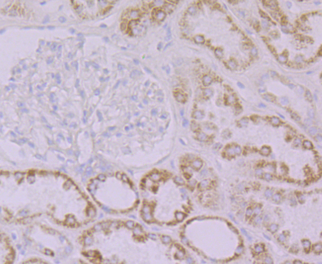 Paraformaldehyde-fixed and paraffin-embedded Human Kidney tissue incubated with FBXO5 (4G10) Monoclonal Antibody (bsm-54356R) at 1:100, overnight at 4°C, followed by a conjugated secondary antibody and DAB staining. Counterstained with hematoxylin.