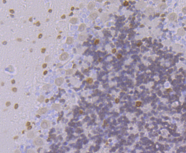 Paraformaldehyde-fixed and paraffin-embedded Rat Cerebellum tissue incubated with FBXO5 (4G10) Monoclonal Antibody (bsm-54356R) at 1:100, overnight at 4°C, followed by a conjugated secondary antibody and DAB staining. Counterstained with hematoxylin.