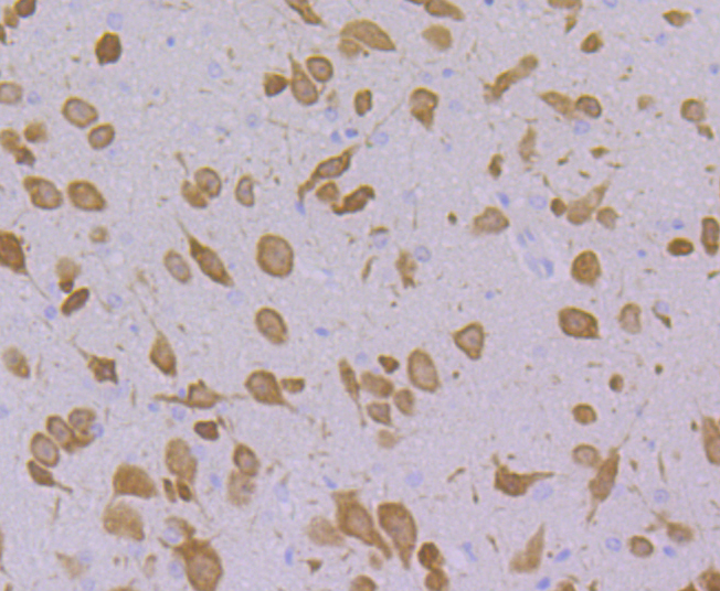 Paraformaldehyde-fixed and paraffin-embedded Mouse Cerebellum tissue incubated with FBXO5 (4G10) Monoclonal Antibody (bsm-54356R) at 1:100, overnight at 4°C, followed by a conjugated secondary antibody and DAB staining. Counterstained with hematoxylin.