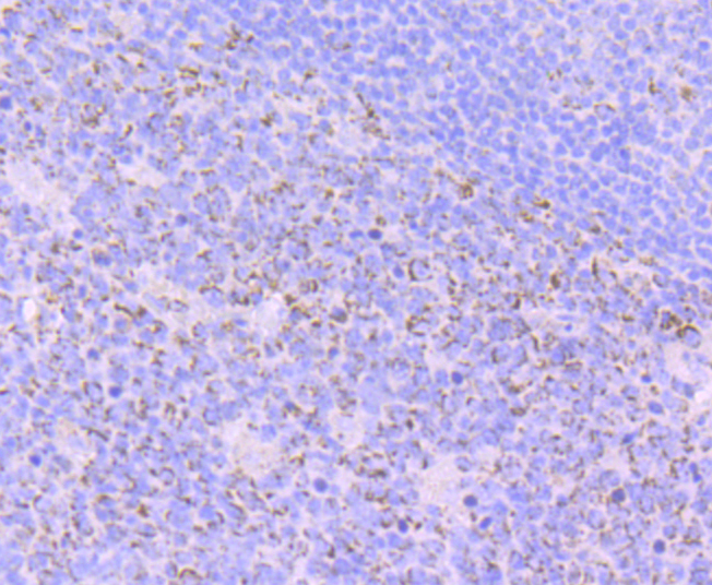 Paraformaldehyde-fixed and paraffin-embedded Human Tonsil tissue incubated with FBXO5 (4G10) Monoclonal Antibody (bsm-54356R) at 1:100, overnight at 4°C, followed by a conjugated secondary antibody and DAB staining. Counterstained with hematoxylin.