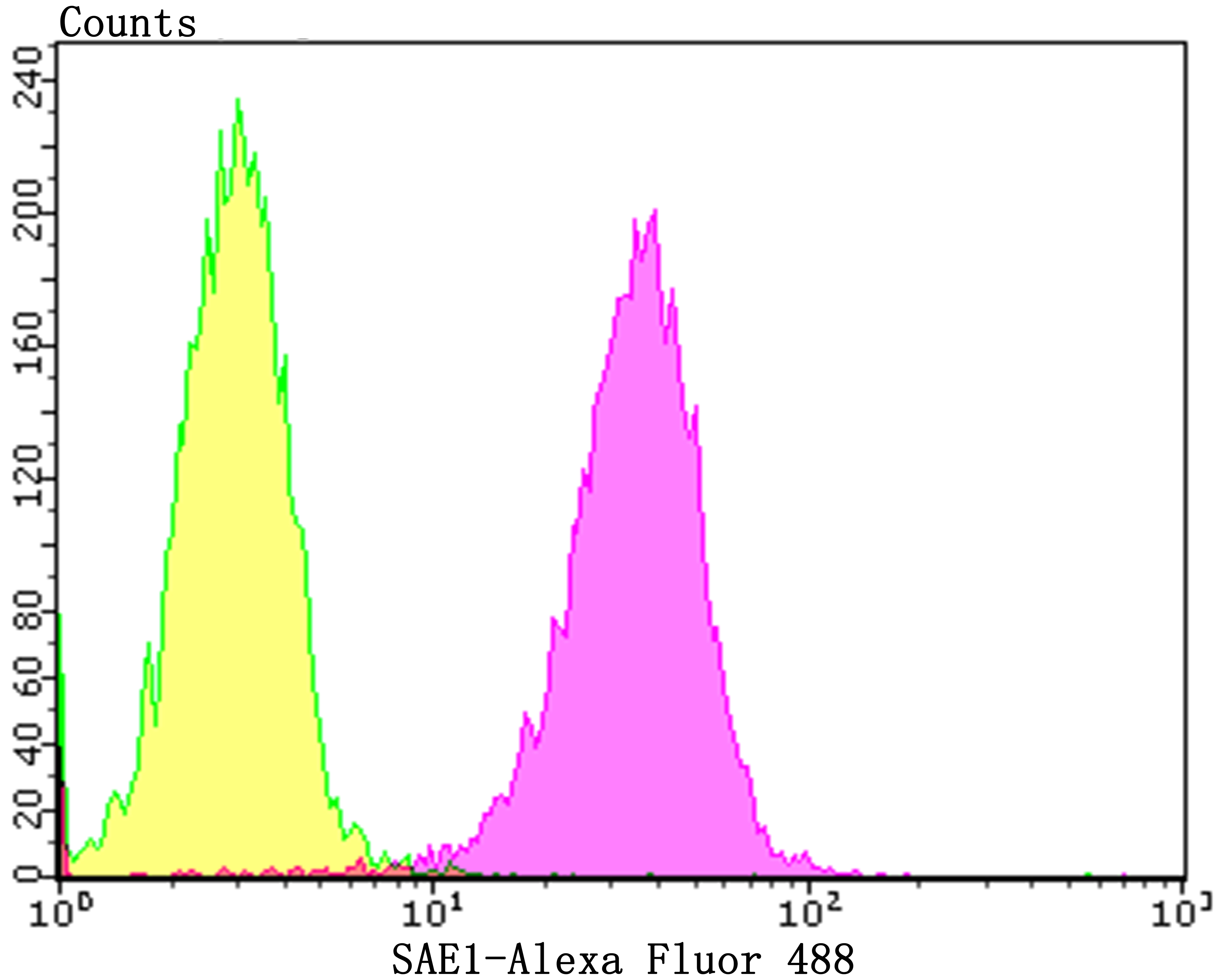 Flow cytometric analysis of A549 cells with SAE1 (1F1) Monoclonal Antibody (bsm-54358R) at a 1:100 dilution (purple) compared with an unlabeled control (cells without incubation with primary antibody; yellow).