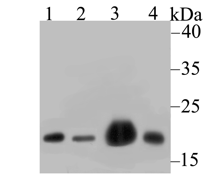 Lane 1: 293 Cells; Lane 2: A549 Cells; Lane 3: Mouse Heart; Lane 4: Rat Spleen; Probed with NDUFB8 (25B3) Monoclonal Antibody (bsm-54361R) at 1:1000 overnight at 4°C followed by a conjugated secondary antibody for 60 minutes at 37°C.