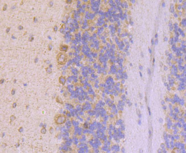 Paraformaldehyde-fixed and paraffin-embedded Mouse Cerebellum tissue incubated with UQCRFS1 (10C1) Monoclonal Antibody (bsm-54363R) at 1:100, overnight at 4°C, followed by a conjugated secondary antibody and DAB staining. Counterstained with hematoxylin.