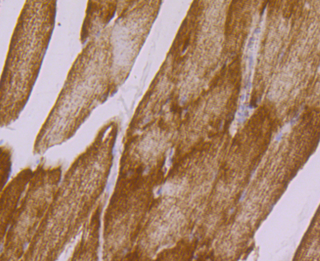 Paraformaldehyde-fixed and paraffin-embedded Rat Skeletal Muscle tissue incubated with UQCRFS1 (10C1) Monoclonal Antibody (bsm-54363R) at 1:100, overnight at 4°C, followed by a conjugated secondary antibody and DAB staining. Counterstained with hematoxylin.