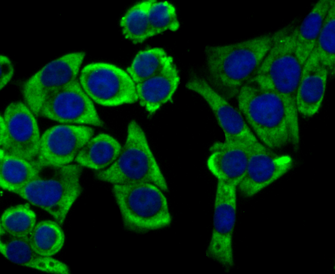 IF(ICC) staining with UQCRFS1 (10C1) Monoclonal Antibody (bsm-54363R) at 1:100 in LOVO cells (green). The nuclear counterstain is DAPI (blue). Cells were fixed in paraformaldehyde, permeabilized with 0.25% Triton X100/PBS.