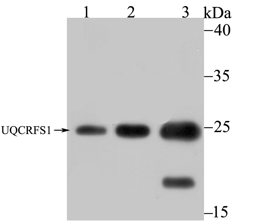 Lane 1: A549 Cells; Lane 2: 293 Cells; Lane 3: Mouse Kidney; Probed with UQCRFS1 (10C1) Monoclonal Antibody (bsm-54363R) at 1:1000 overnight at 4°C followed by a conjugated secondary antibody for 60 minutes at 37°C.