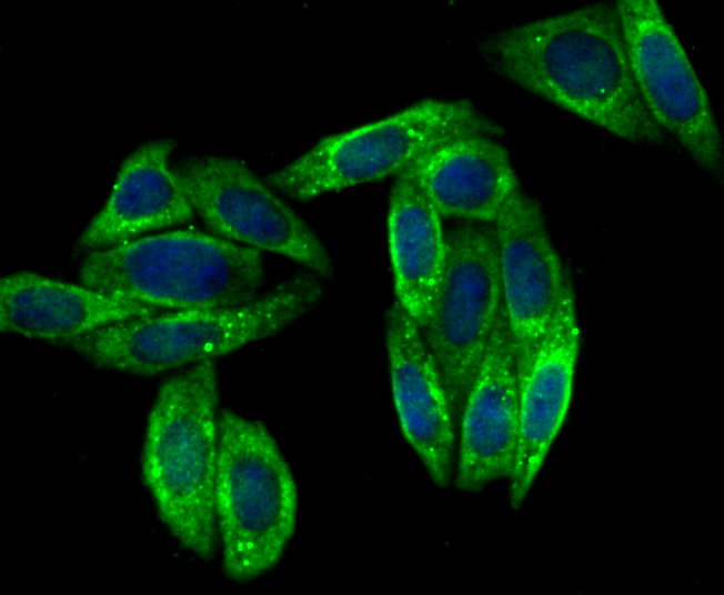 IF(ICC) staining with VAMP3 (8A3) Monoclonal Antibody (bsm-54366R) at 1:100 in SiHa cells (green). The nuclear counterstain is DAPI (blue). Cells were fixed in paraformaldehyde, permeabilized with 0.25% Triton X100/PBS.