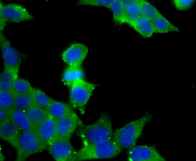 IF(ICC) staining with VAMP3 (8A3) Monoclonal Antibody (bsm-54366R) at 1:100 in 293T cells (green). The nuclear counterstain is DAPI (blue). Cells were fixed in paraformaldehyde, permeabilized with 0.25% Triton X100/PBS.