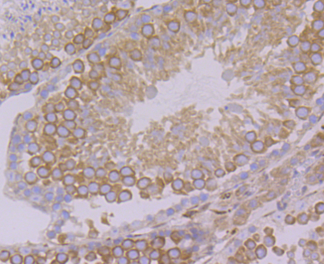 Paraformaldehyde-fixed and paraffin-embedded Mouse Testis tissue incubated with VAMP3 (8A3) Monoclonal Antibody (bsm-54366R) at 1:100, overnight at 4°C, followed by a conjugated secondary antibody and DAB staining. Counterstained with hematoxylin.