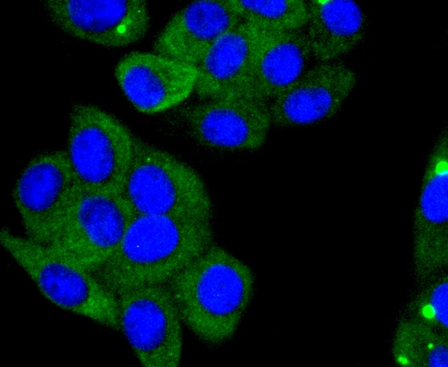IF(ICC) staining with Angiotensin Converting Enzyme 2 (3F1) Monoclonal Antibody (bsm-52614R) at 1:300 in HepG2 cells (green). The nuclear counterstain is DAPI (blue). Cells were fixed in paraformaldehyde, permeabilized with 0.25% Triton X100\/PBS. 