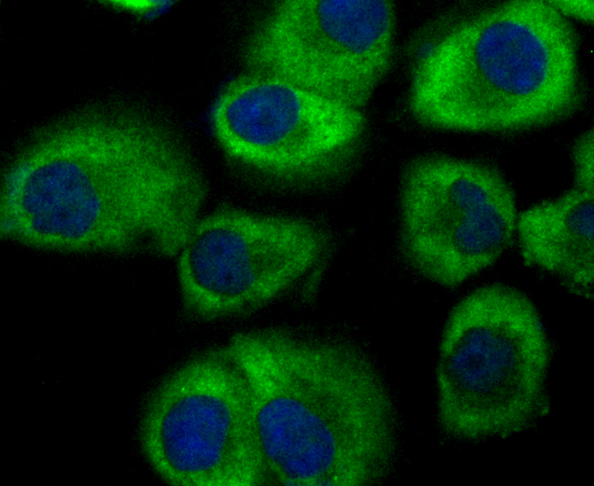 IF(ICC) staining with ARHGEF2 (9D4) Monoclonal Antibody (bsm-54369R) at 1:100 in HUVEC cells (green). The nuclear counterstain is DAPI (blue). Cells were fixed in paraformaldehyde, permeabilized with 0.25% Triton X100/PBS.