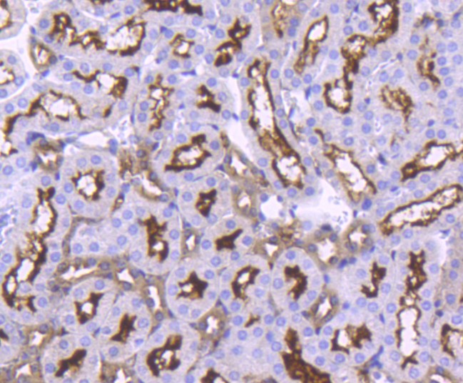 Paraformaldehyde-fixed and paraffin-embedded Mouse kidney tissue incubated with Angiotensin Converting Enzyme 2 (3F1) Monoclonal Antibody (bsm-52614R) at 1:100, overnight at 4\u00b0C, followed by a conjugated secondary antibody and DAB staining. Counterstained with hematoxylin.