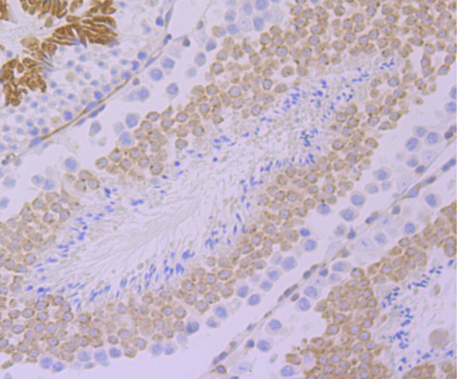 Paraformaldehyde-fixed and paraffin-embedded Mouse Testis tissue incubated with ARHGEF2 (9D4) Monoclonal Antibody (bsm-54369R) at 1:100, overnight at 4°C, followed by a conjugated secondary antibody and DAB staining. Counterstained with hematoxylin.