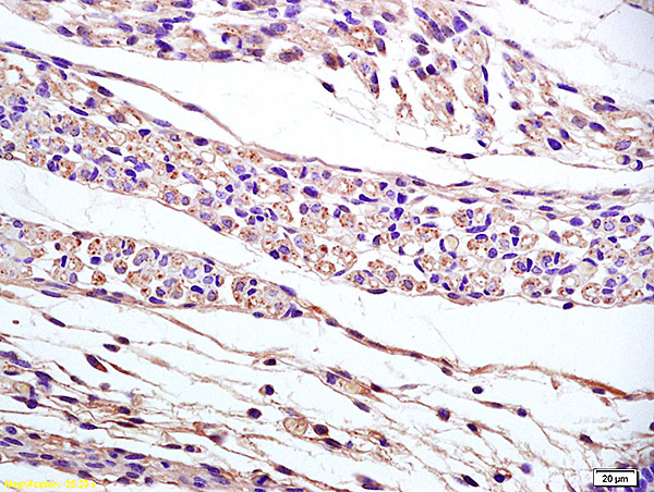 Formalin-fixed and paraffin embedded mouse embryo labeled with Anti-PAP2B Polyclonal Antibody, Unconjugated (bs-4127R) at 1:200 followed by conjugation to the secondary antibody and DAB staining Formalin-fixed and paraffin embedded mouse embryo labeled with Anti-PAP2B Polyclonal Antibody, Unconjugated (bs-4127R) at 1:200 followed by conjugation to the secondary antibody and DAB staining